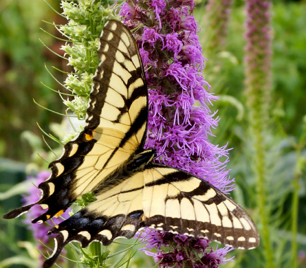 butterfly on flowers