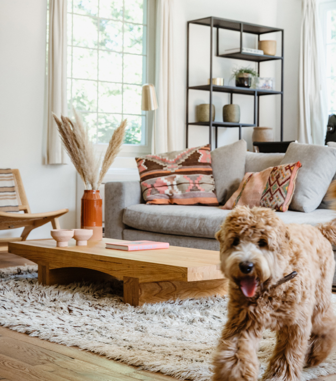 dog in living room