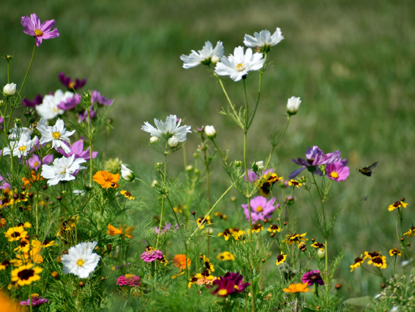 Butterflies in flowers